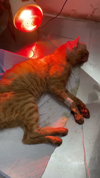 G.R.B pet clinic