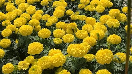 Sunny Roses