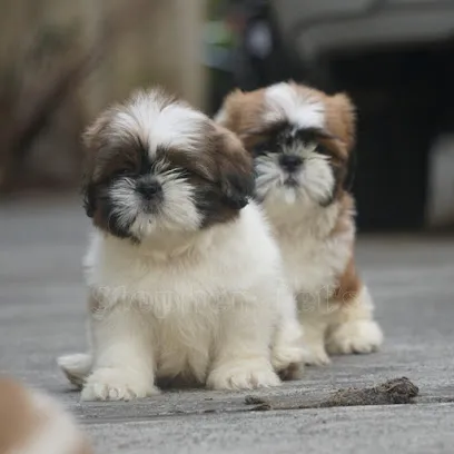 Stephen Pet's Service